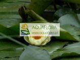 Chromatella (water lily) - 