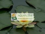 Chromatella (water lily) - 