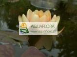 Aurora (water lily) - 