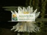 Lilia wodna - Nymphaea Alba - 