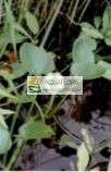 Czermień błotna (Calla palustris) - 