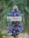 Pontederia sercolistna (Pontederia cordata) - 