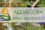 Aktywator do filtra - 