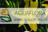 Liliowiec żółty ( Hemerocallis flava) - 