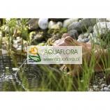 FIAP Deco Active Frog - 